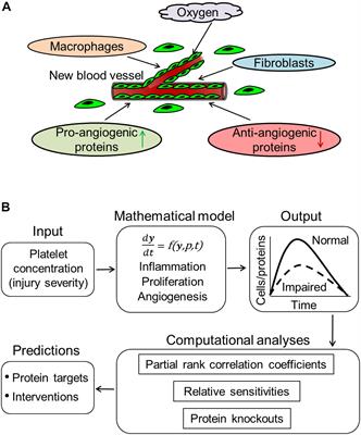 Predictive Approach Identifies Molecular Targets and Interventions to Restore Angiogenesis in Wounds With Delayed Healing